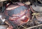 Sayang, Jelang Mekar, Dua Bonggol Rafflesia Dirusak OTD