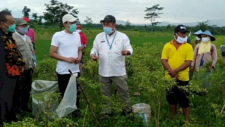 Direktur Jenderal Hortikultura Kementan RI Prihasto Setyanto bersama Wakil Ketua Komisi IV DPR RI, Hasan Aminuddin  /RMOLJatim