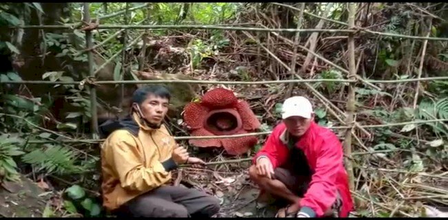   Sukamdani foto di lokasi usat pagar bunga Rafflesia di Lebong/RMOLBengkulu