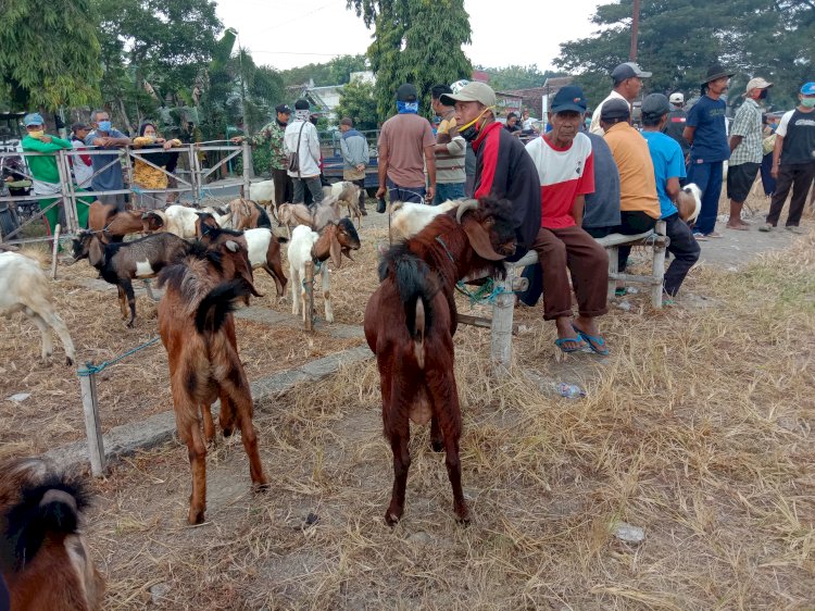   Situasi pasar hewan sebelum ditutup/RMOLJatim