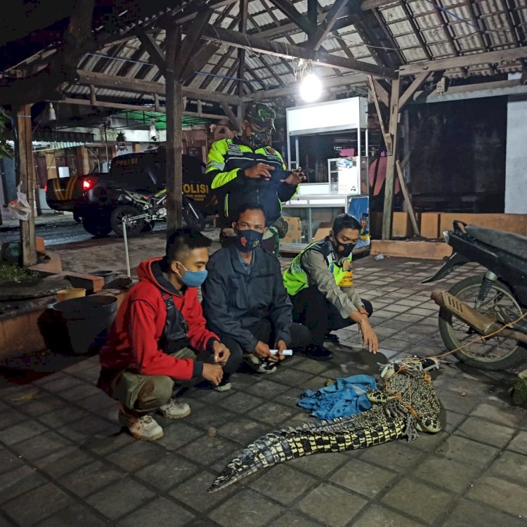 Warga menangkap buaya di kecamatan sedati kabupatem sidoarjo/RMOLJatim