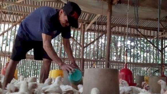 Peternak ayam / net