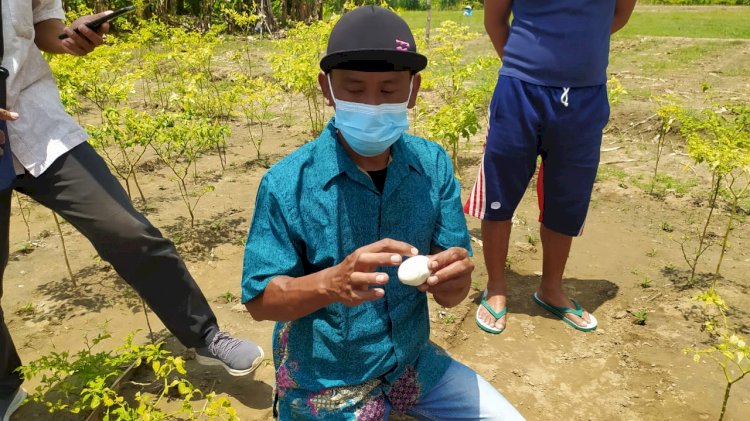 Salah seorang warga menunjukan telur buaya yang ditemukan di perkebunan/Ist