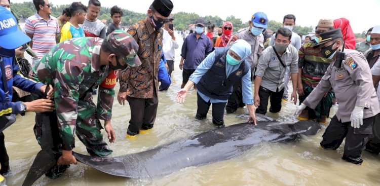 Khofifah saat melihat kondisi paus tombak yang terdampar/Ist