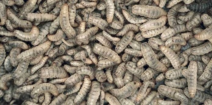 Larva Lalat Serdadu Hitam/Net