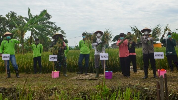 Wali Kota Eri Cahyadi Bersama Kelompok Tani Panen Raya Padi/RMOLJatim