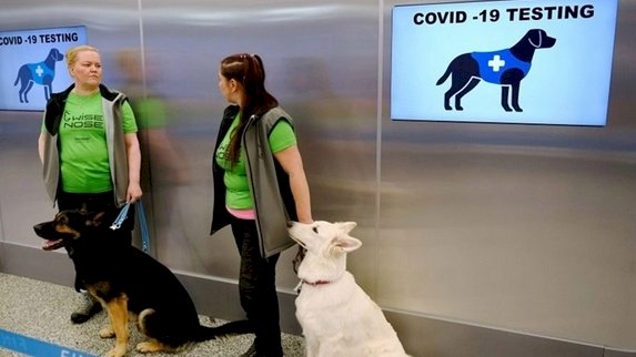 Anjing pelacak virus corona Valo (kiri) dan ET duduk di dekat pelatih mereka di bandara Helsinki di Vantaa, Finlandia, untuk mendeteksi Covid-19/Net