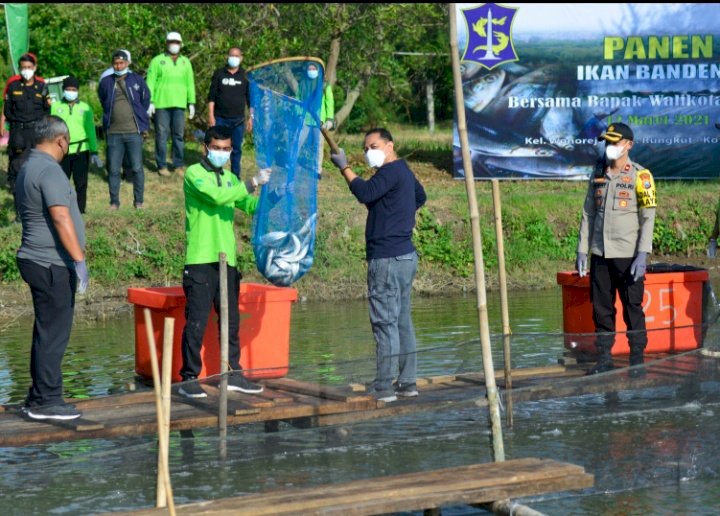 Eri Cahyadi Panen Ikan Bandeng di Mangrove Wonorejo/RMOLJatim