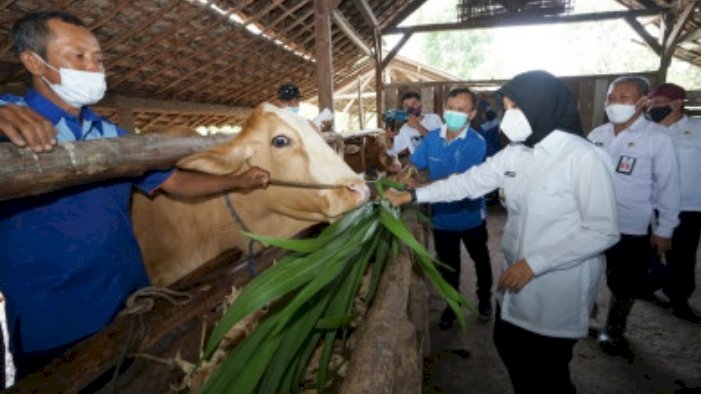 Pelayanan kesehatan keliling untuk hewan ternak/Dok Hms