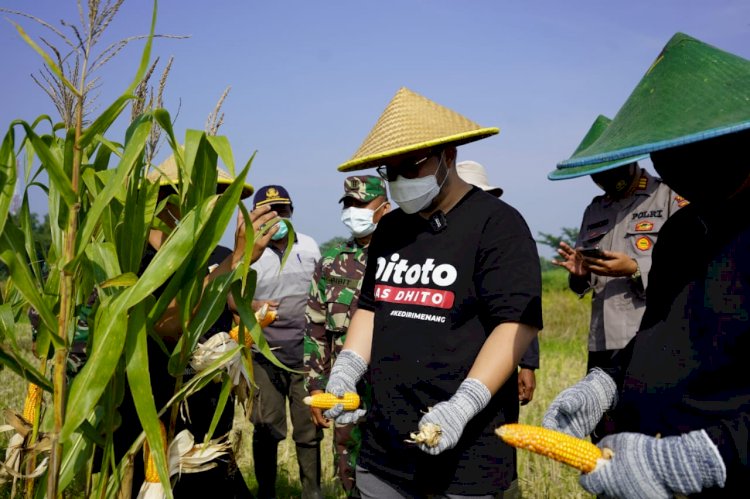 Bupati Kediri,Hanindhito Himawan Pramana saat menghadiri panen raya/RMOLJatim