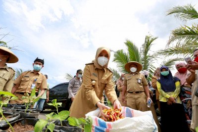 Bupati Ipuk membagikan bibit cabai ke petani/Dok Hms