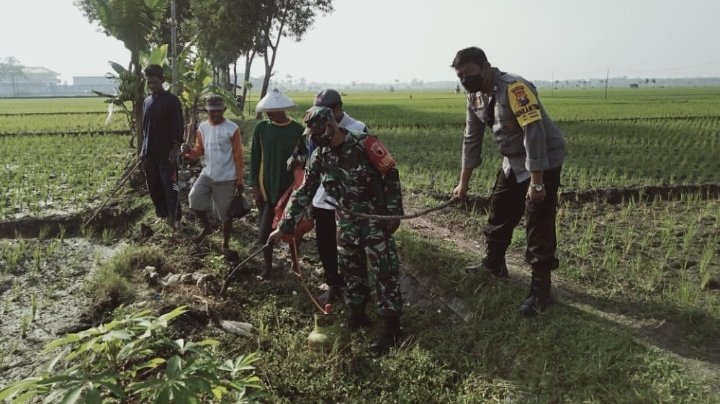 Petugas TNI dan polisi bersama petani di Padas Ngawi melakukan gropyokan tikus.