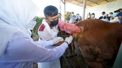 Project pengembangan sapi Belgian Blue dan Wagyu/Dok Hms