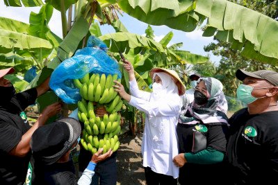 Bupati Banyuwangi Ipuk Fiestiandani bakal pacu komoditas pisang Cavendish/Hms