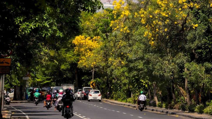 Bunga Tabebuya bermekaran disepanjang jalan di Surabaya/ist