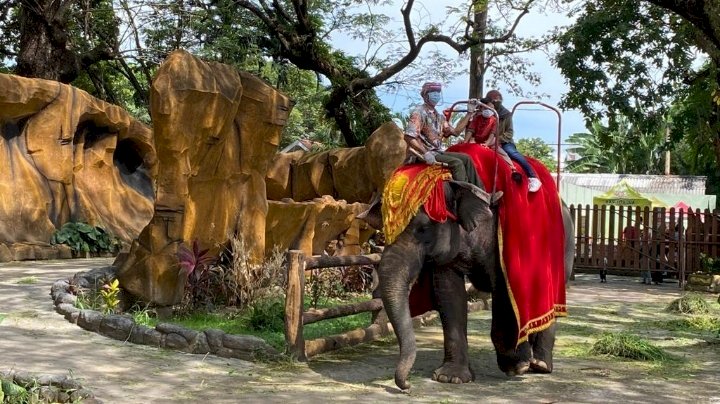 Arena fasilitas keliling dengan menaiki gajah di KBS/ist