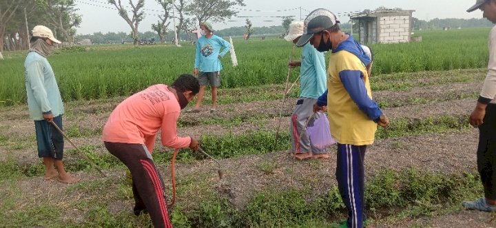 Petani Kasreman melakukan pengemposan sarang tikus sawah/RMOLJatim