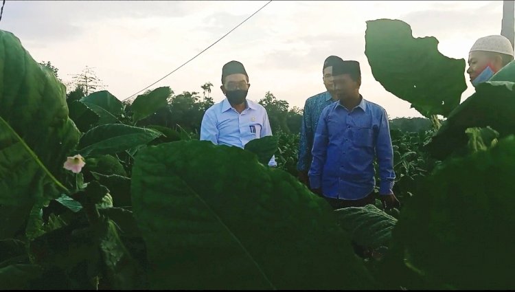 Ketua DPRD Kabupaten Probolinggo, Andi Suryanto saat melihat daun tembakau/RMOLJatim