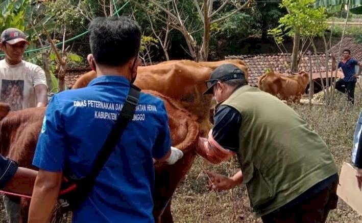 Petugas Dinas Peternakan dan Kesehatan Hewan Kabupaten Probolinggo, saat memeriksa kesehatan sapi/RMOLJatim