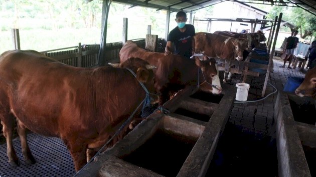 Penjualan hewan kurban di Surabaya