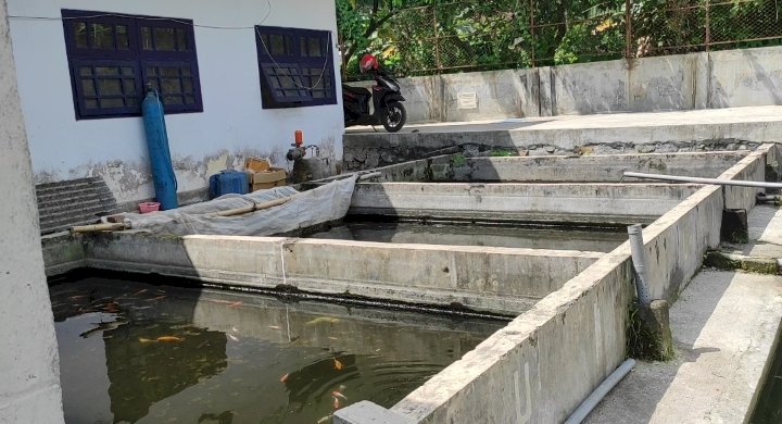 Tempat pembibitan ikan hias di Kota Kediri/RMOLJatim