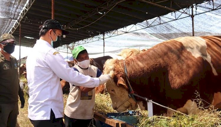 Herlambang saat memeriksa kesehatan sapi kurban/RMOLJatim