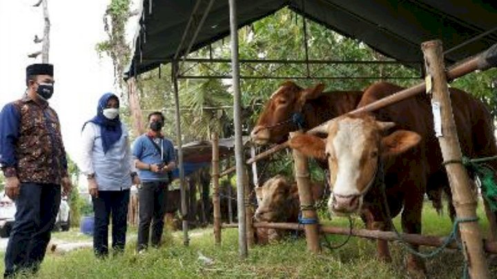 General Manager of CSR SIG, Edy Saraya (paling kiri) bersama Lurah Sidomoro Christina Triandajani (kedua dari kiri), melihat kondisi hewan kurban di Peternakan Sapi Haji Munir, Desa Dahanrejo, Gresik/Ist