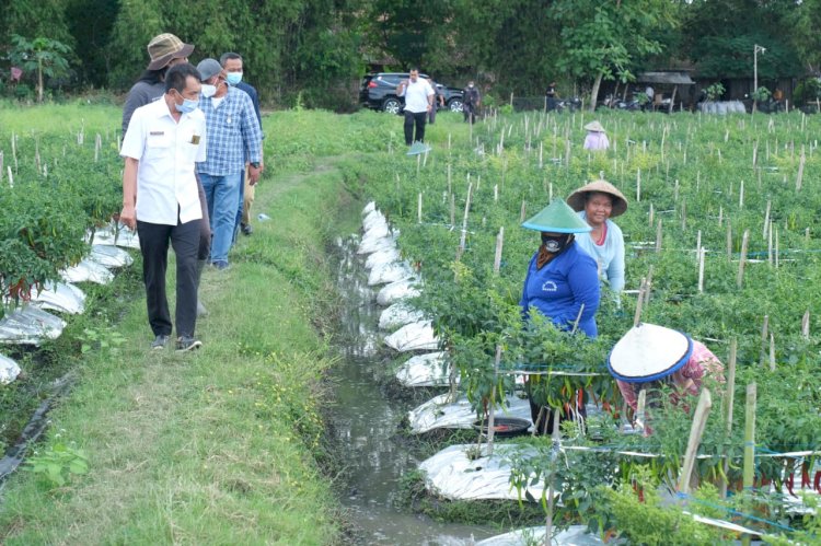 Wakil Bupati Bojonegoro, Budi Irawanto saat meninjau lahan pertanian cabai dan semangka di Desa Ngeper, Kecamatan Padangan/RMOLJatim