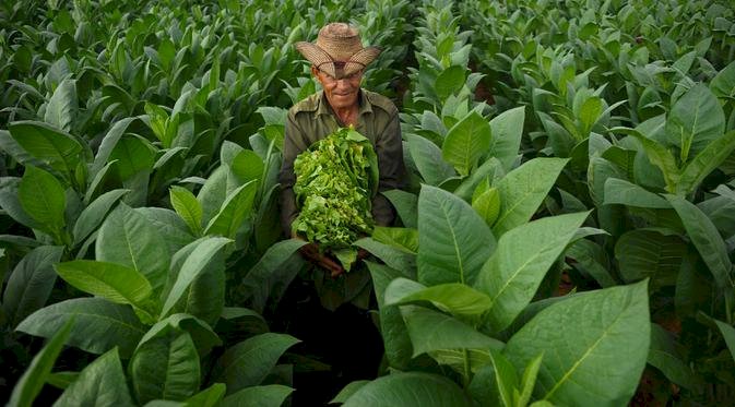 Petani tembakau di Kabupaten Probolinggo/Ist