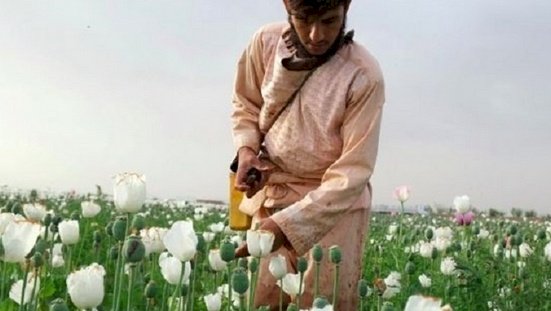 Petani opium / net