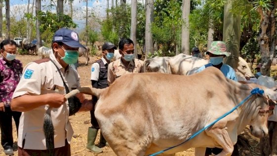 Kepala Dinas Peternakan dan Kesehatan Hewan Kabupaten Probolinggo, saat meninjau sapi. /RMOL Jatim