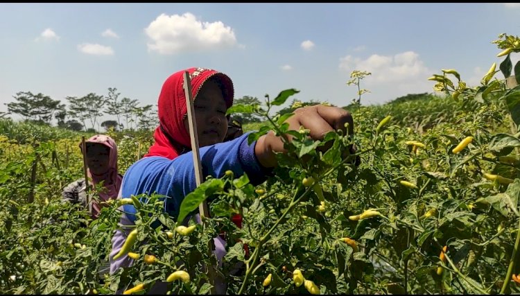 Petani Sedang Memanen Cabai/RMOLJatim