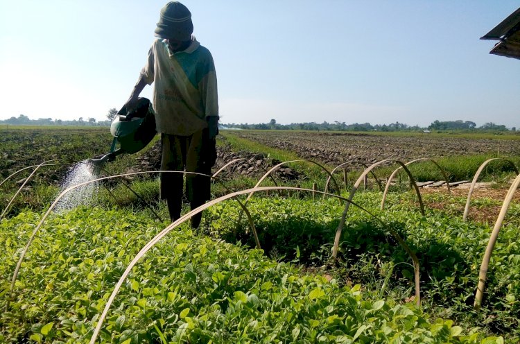 Petani tembakau di Probolinggo Jawa Timur/RMOLJatim