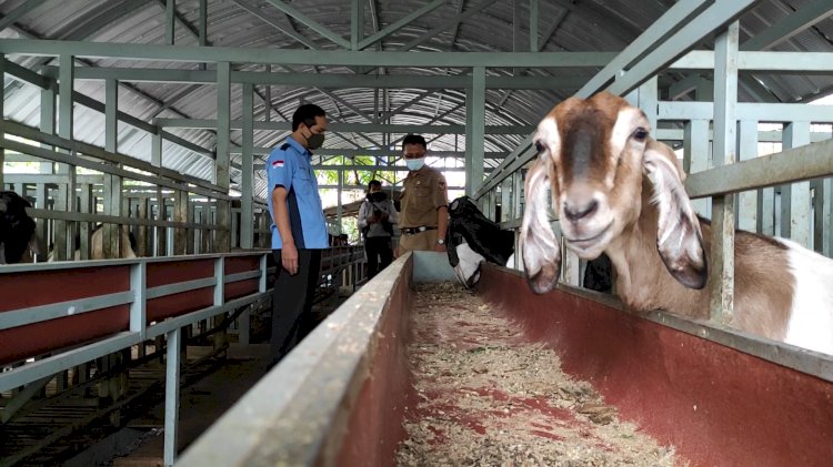 Peternakan kambing tanpa bau/RMOLJatim