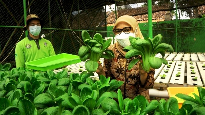 Rini Indriyani saat memanen hasil budidaya tanaman hidroponik/ist