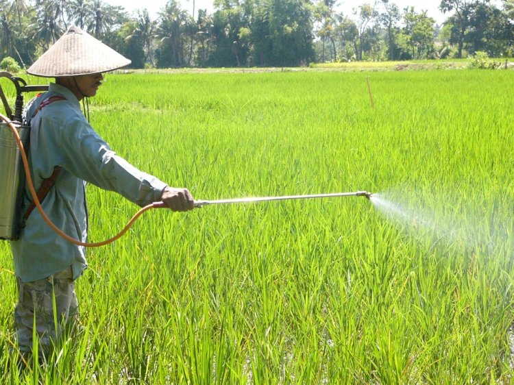  Petani sedang menyemprotkan pestisida untuk menjaga tanaman padi tetap subur/RMOLJatim