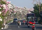 Tabebuya Kembali Bermekaran, Percantik Jalan Protokol Kota Surabaya