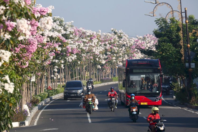  Tanaman Tabebuya bermekaran di Kota Surabaya/ist