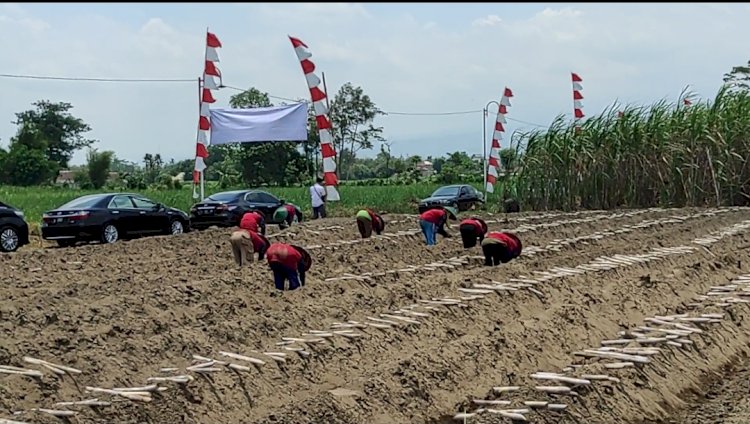 Petani Sedang Tanam Tebu/Ist