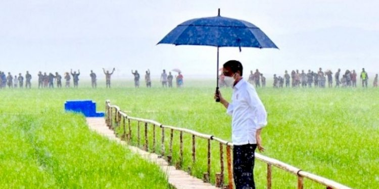   Presiden Joko Widodo saat meninjau sawah/Net