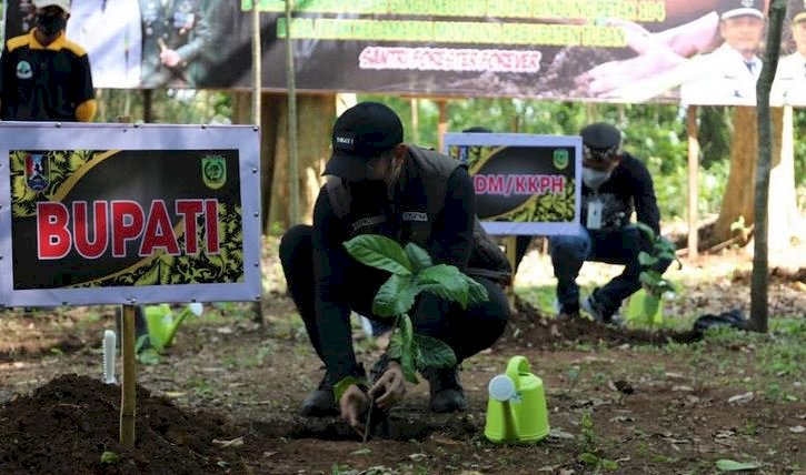 Bupati Tuban Aditya Halindra Faridzy menanam pohon santri/RMOLJatim