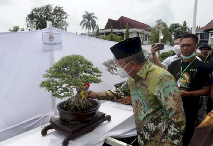 Wawako Lubuklinggau Sulaiman Kohar melihat bonsai yang mengikuti kontes/RMOLsumsel