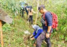Reboisasi, Tim KKN UNESA Tanam Bibit Cemara Gunung di Kawasan Pacet