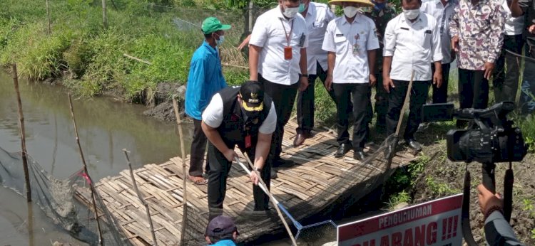 Bupati Kediri, Saat Panen Ikan Nila