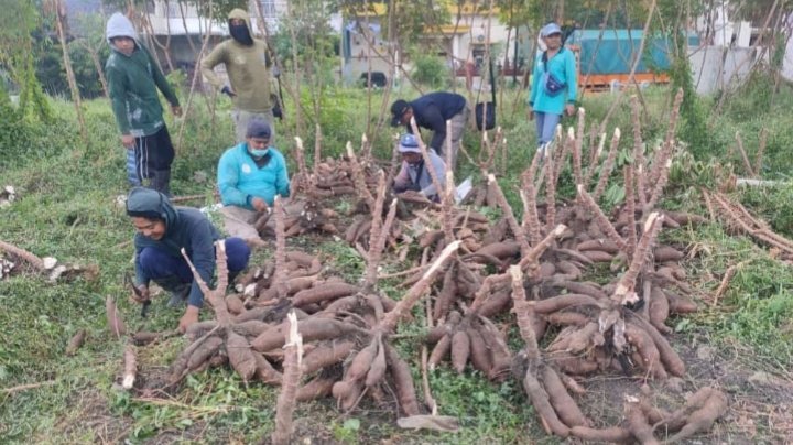 Petugas DKPP memanen singkong di lahan kosong daerah Kelurahan Kutisari, Kecamatan Tenggilis Mejoyo Surabaya/ist