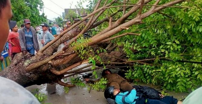 Pohon tumbang menimpa dua pengendara motor/Ist