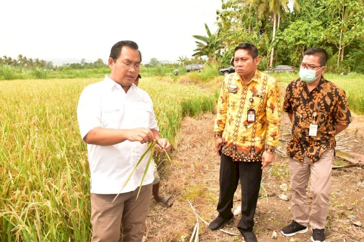 Foto/RMOLPapua