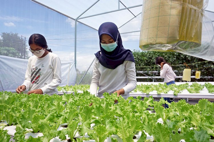 Mahasiswa Universitas Sebelas Maret Surakarta saat melihat tanaman hidroponik/RMOLJatim