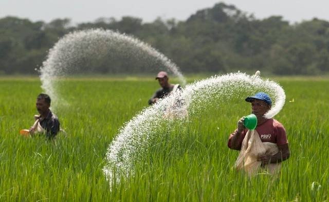 Para petani saat memupuk tanamannya/Ist