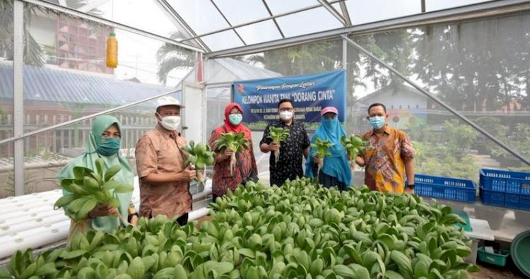 Suharto Wardoyo panen sayur hidroponik di KWT Dorang Cinta/ist